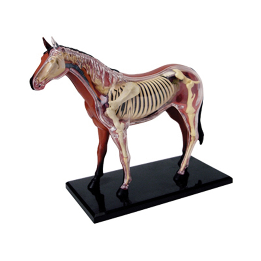 Modelo de anatomia de órgão an - Science Toys Diy avaliação e preço